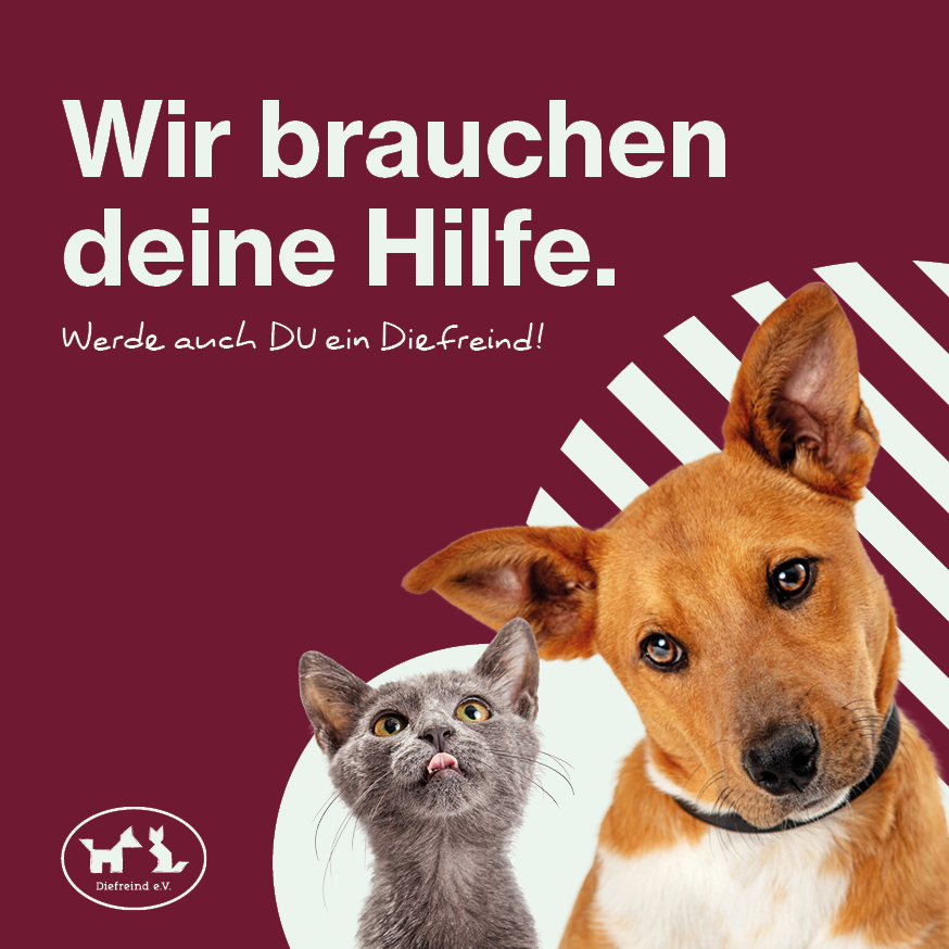 Werbeanzeige des Tierheims Diefreind